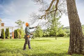 How Our Tree Care Process Works  in  Kayak Point, WA