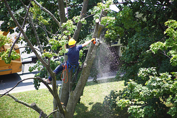 Kayak Point, WA Tree Services Company